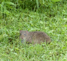 Hispid Cotton Rat